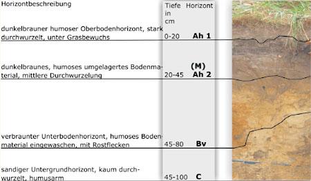 Darstellung Bodenprofil Kolluvisol